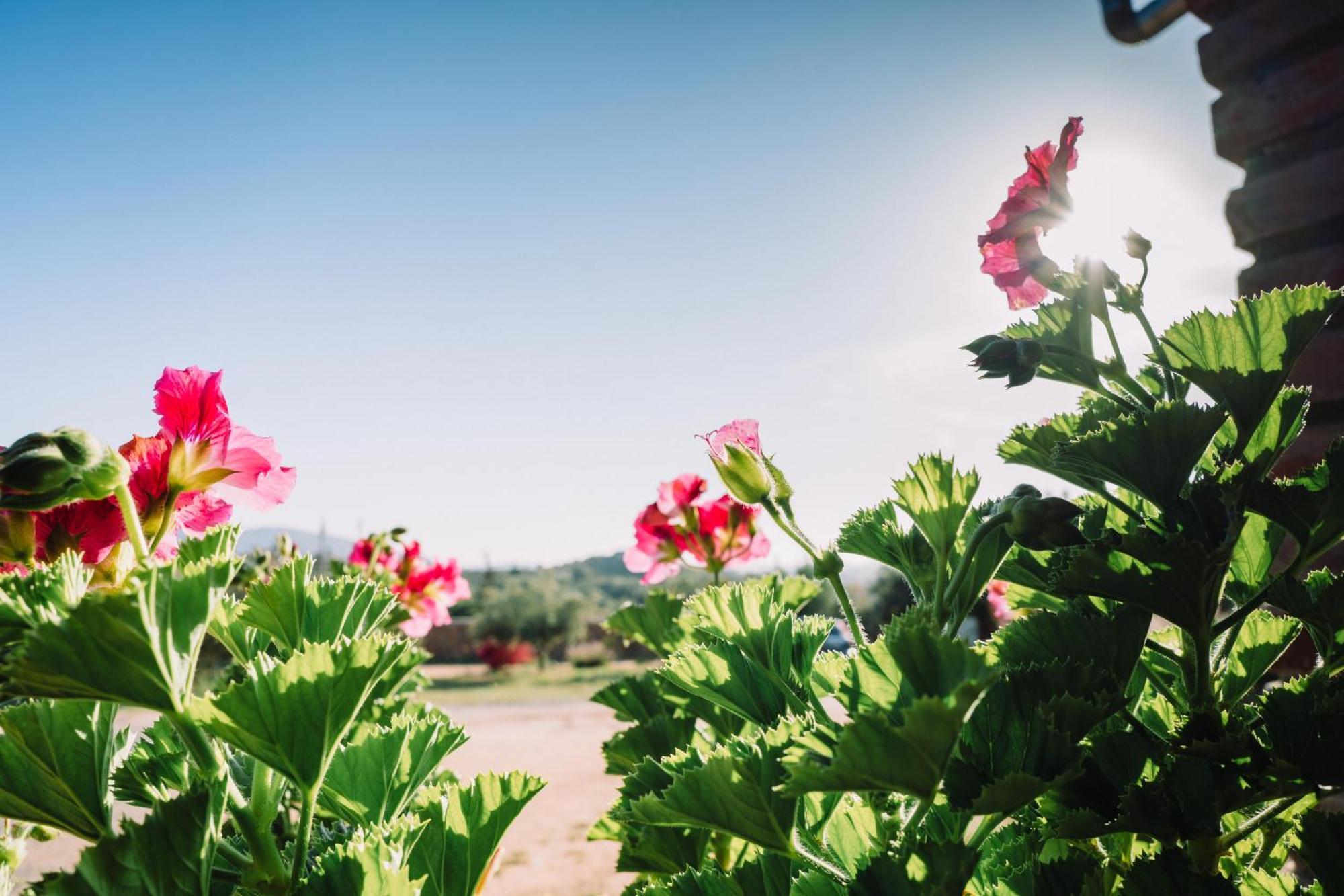 Quinta Sofia Valle De Guadalupe (Adults Only) Dış mekan fotoğraf